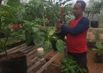 Rasianto, Tenaga Penyuluh Pertanian Kota Ambon Bersama Mantan Formulator NASA Kembangkan Pupuk Organik Cair Tri Mukti Menggunakan Bahan Utama Ikan