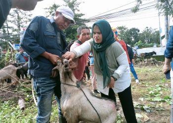 Jelang Idhul Adha, Distan Maluku Lakukan Pemeriksaan Hewan Qurban