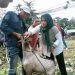 Jelang Idhul Adha, Distan Maluku Lakukan Pemeriksaan Hewan Qurban