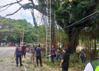 Pemkot Tebang Pohon di Sejumlah Titik di Kota Ambon