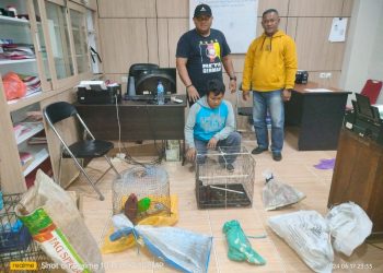 Perdagangan Ilegal Burung Endemik Papua Digagalkan, Aparat Ditreskrimsus Polda Maluku Tahan Warga Jawa Barat