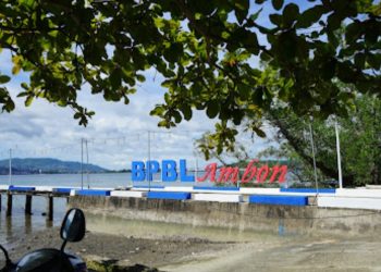 Perkenalan Ikan Kakap Putih, Balai Perikanan Budidaya Laut Buka Wisata Pemancingan Ujung Dermaga BPBL Ambon