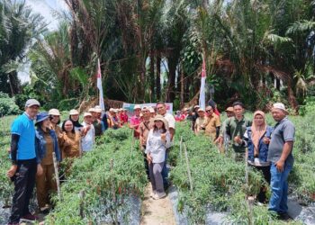 Kenalkan Varietas Cabai Keriting Unggulan, Panah Merah Gelar Temu Lapang Petani di Ambon
