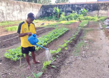 Langkah Nyata Pembinaan Warga Binaan, Lapas Tual Mengedukasi Perawatan Terong Bagi Kelompok Tani