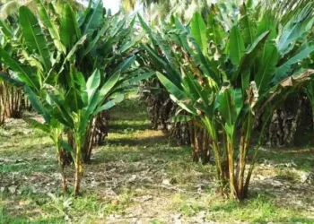 Diduga Belum Kelar soal Fee, Bupati SBB Persulit Investasi Pisang Abaka