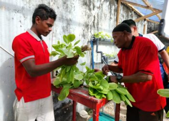 Warga Binaan Lapas Tual Panen Sawi Sinta, Wujud Nyata Pembinaan Kemandirian Dibalik Jeruji