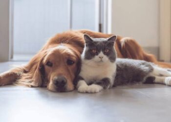 Norma Hukum Hewan Peliharaan