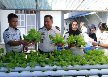 Rutan Ambon Panen Selada, Dukung Ketahanan Pangan Nasional