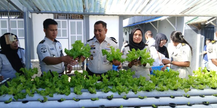 Rutan Ambon Panen Selada, Dukung Ketahanan Pangan Nasional