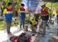Pertamina Patra Niaga Papua Maluku Salurkan 76 Sapi dan 58 Kambing Kurban di Momentum Idul Adha 1447 H