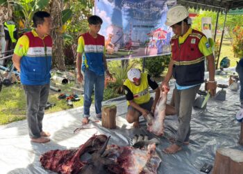 Pertamina Patra Niaga Papua Maluku Salurkan 76 Sapi dan 58 Kambing Kurban di Momentum Idul Adha 1447 H
