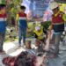 Pertamina Patra Niaga Papua Maluku Salurkan 76 Sapi dan 58 Kambing Kurban di Momentum Idul Adha 1447 H